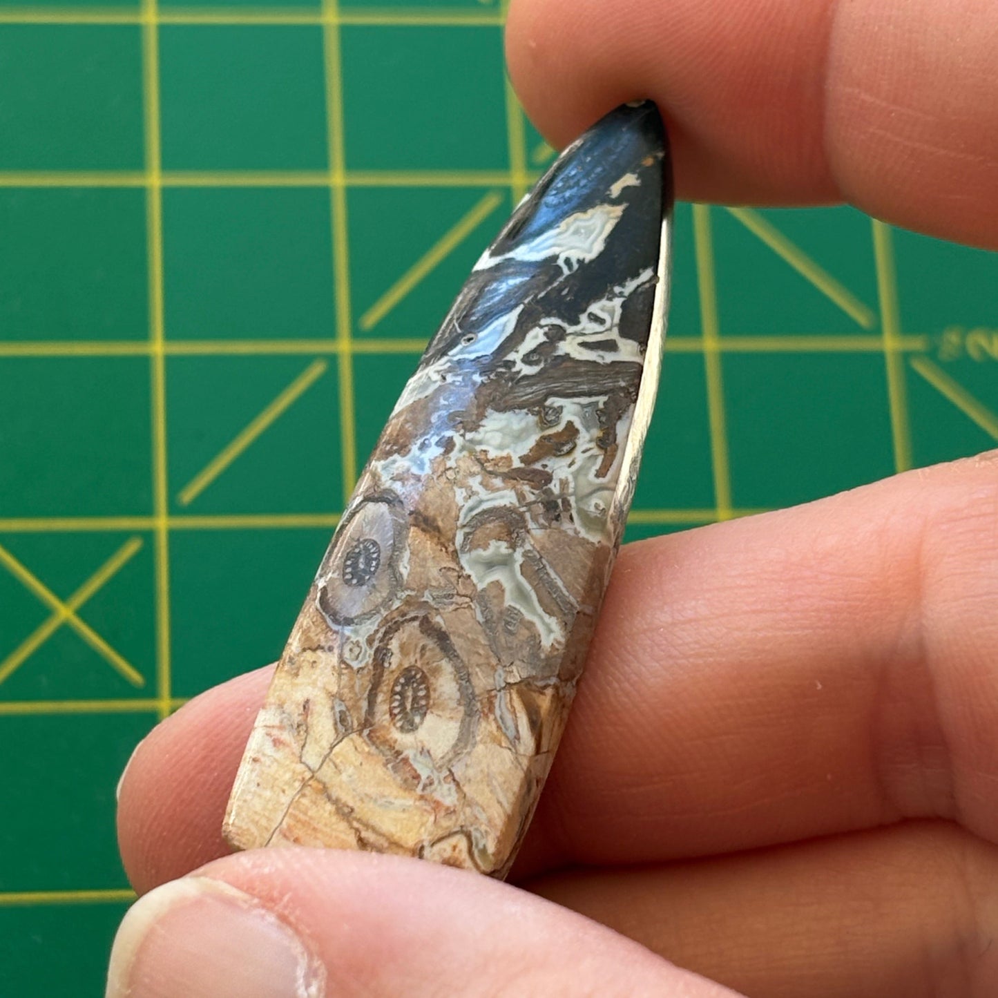 Hand holding a petrified wood specimen against a green grid background