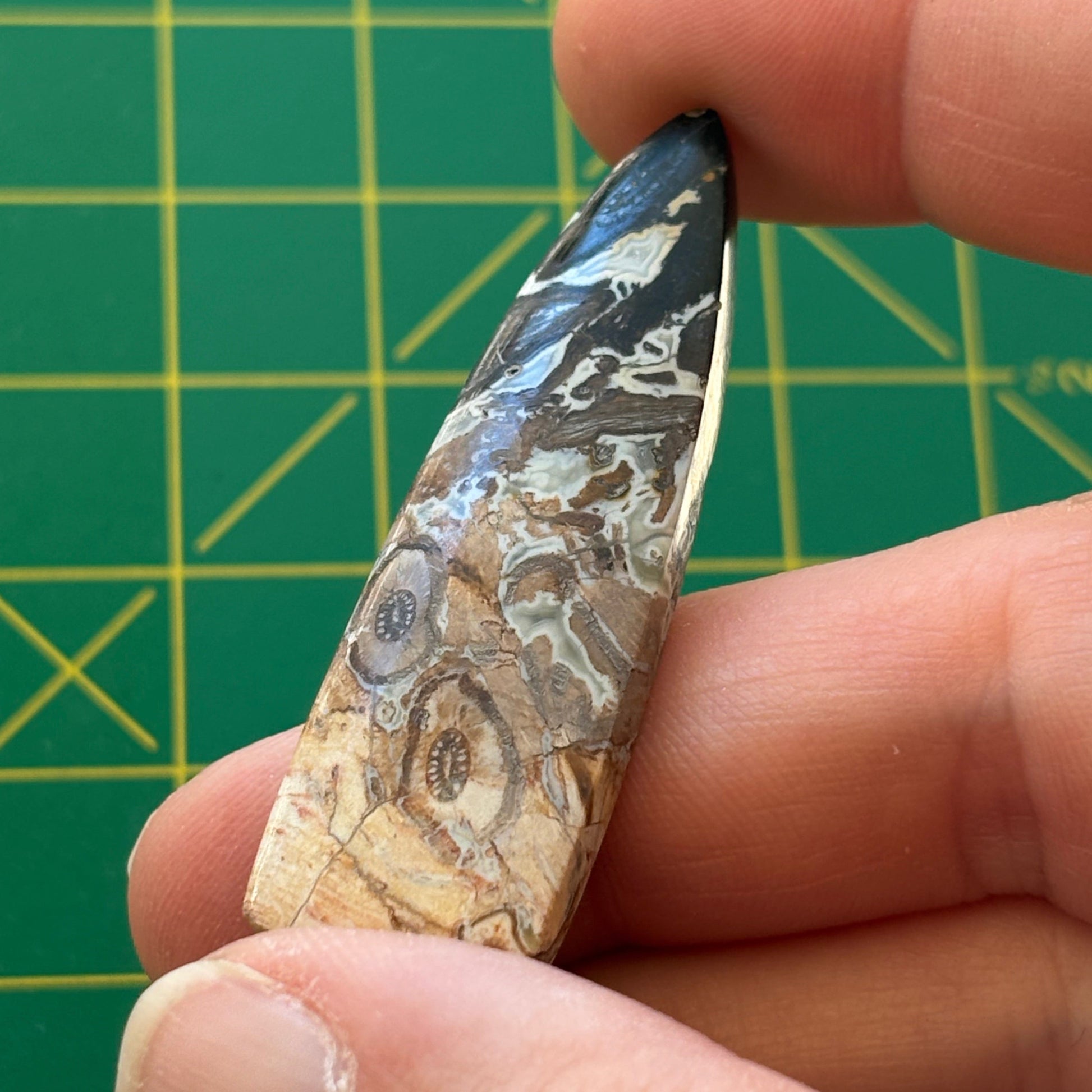 Hand holding a petrified wood specimen against a green grid background