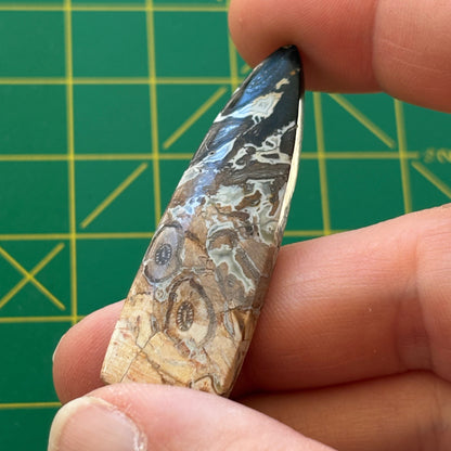 Hand holding a petrified wood specimen against a green grid background